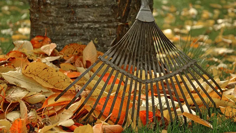 A rake leaning against a pile of fallen leaves on a lawn, with a folded stepladder against a fence.
