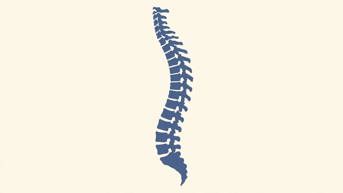 A flat slate-blue illustration on cream showing a side view of the human spine with its natural curves running from the neck down to the tailbone.