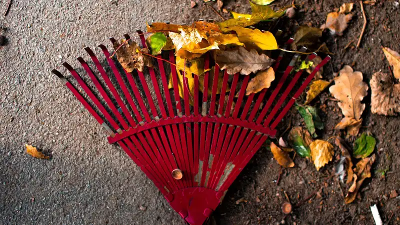 A rake leaning against a garden fence beside a lawn with fallen leaves