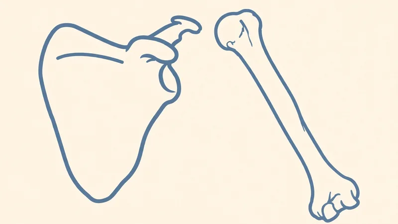 An anatomy-style illustration of a shoulder blade and upper arm in soft blue tones on a plain background