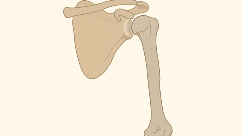 Diagram-style illustration of a shoulder blade and upper arm bone seen from the front, in soft neutral colours