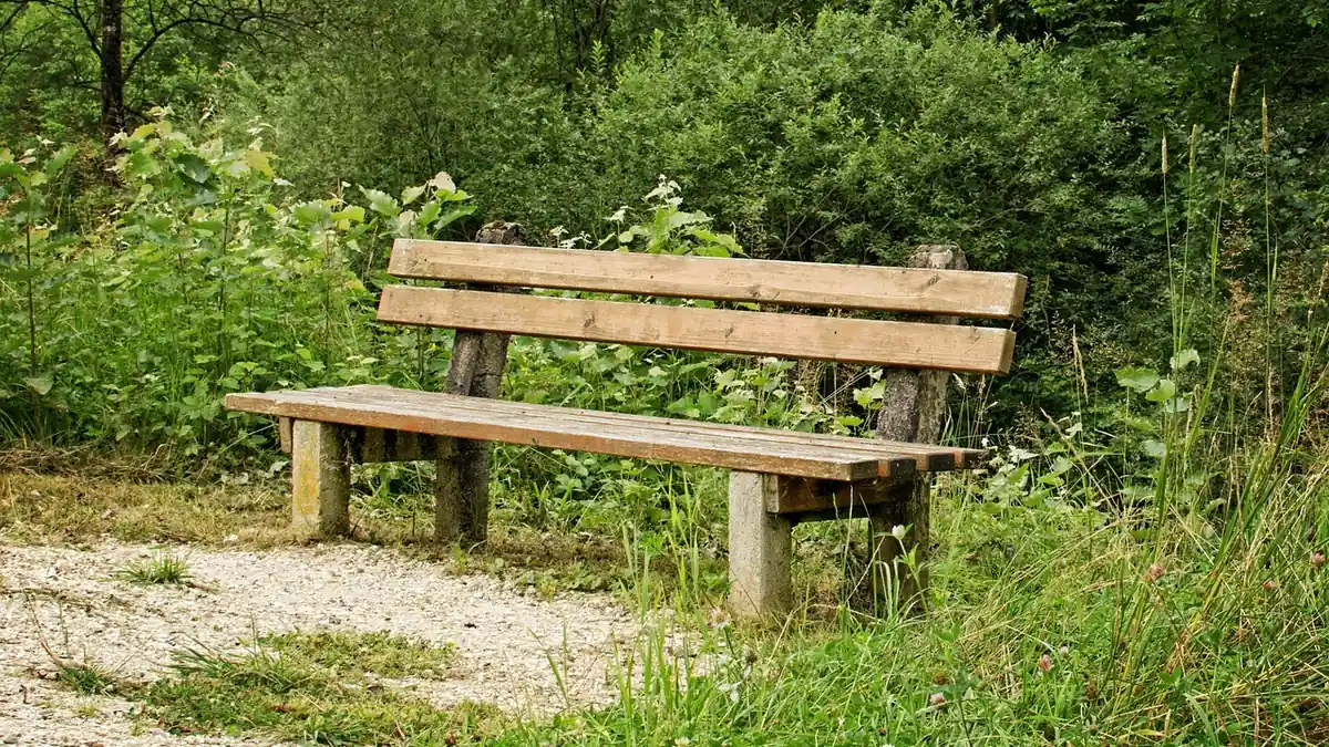 A quiet gravel trail through green trees with a bench at the edge