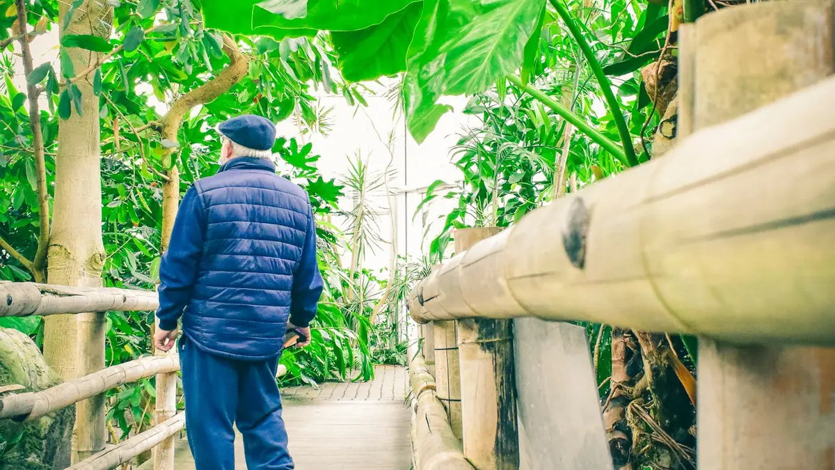 A bamboo garden path in soft morning light with a person in loose clothing walking slowly